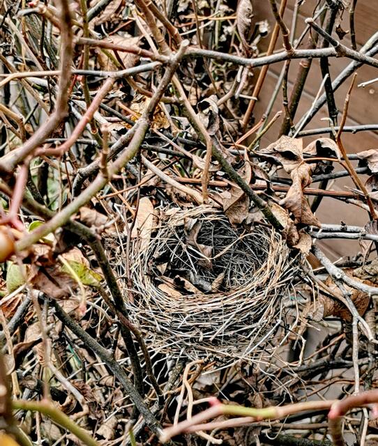 Ein Vogelnest im Rosenbusch