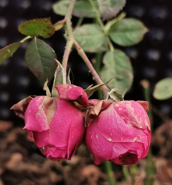 Die Rosenblüten sehen relativ gut aus.