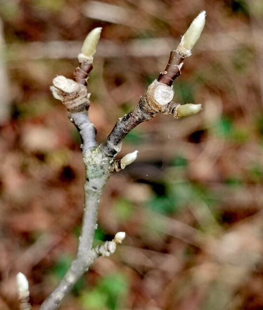 Der Magnolienstrauch treibt kräftig aus. Hoffentlich friert er nicht ab.