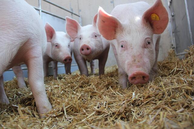 Glücksbringer, die eine Lebensgrundlage bieten: Schweine fühlen sich am Steßlhof in Bad Loipersdorf "sauwohl".