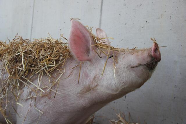 Das Schweinchen fühlt sich nicht pudel, sondern sauwohl. | Foto: Steßlhof