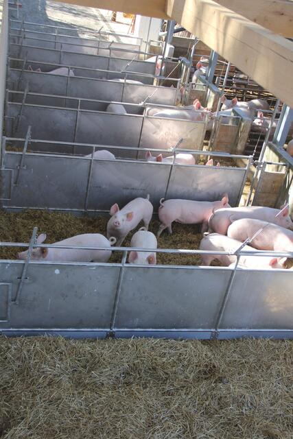 Viel Platz für das Tierwohl im großräumigen neuen Stall mit Freianlage. | Foto: Steßlhof