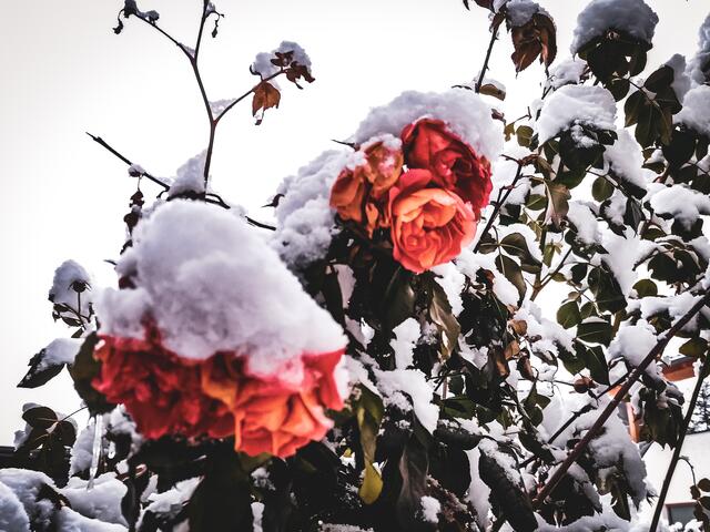 Eisrosen von Telfes  | Foto: Michael Smolle