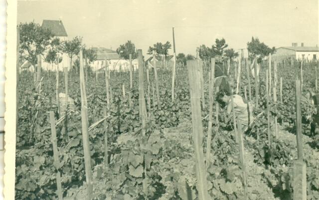Weinlese (historisches Foto) | Foto: Hermann Schneider