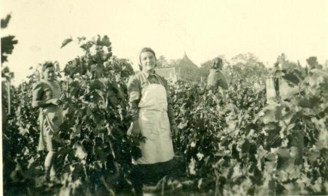 Weinlese (historisches Foto)