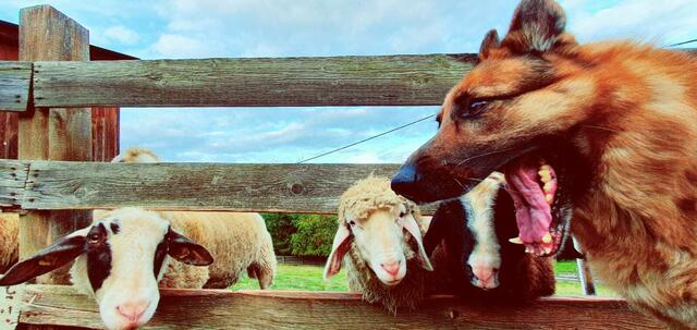 Schäferhund bei der Arbeit | Foto: Johann Gschwandtner 