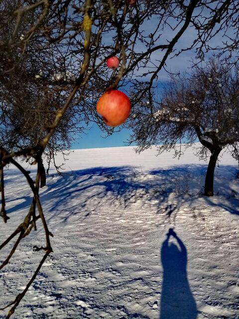 zum Beitrag ein wunderbarer Farbklecks in der weißen Winterlandschaft
