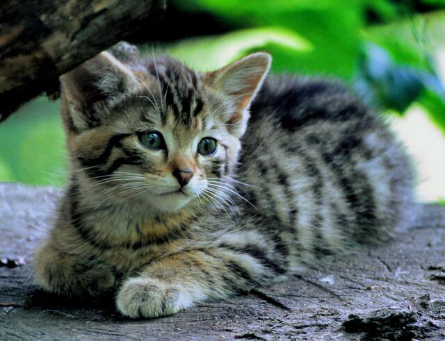 Foto: Naturschutzbund