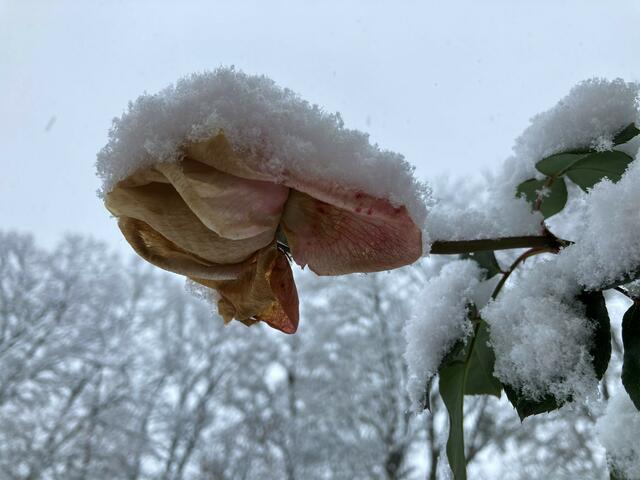 ...rosige Aussichten - oder doch nicht?