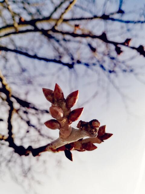 Ich wünsche euch von Herzen, dass eure Barbarazweige zu Weihnachten erblühen mögen und im kommenden Jahr Freude und Glück ins Haus stehen. (Kirschzweige)  | Foto: Elisabeth Paukovitsch