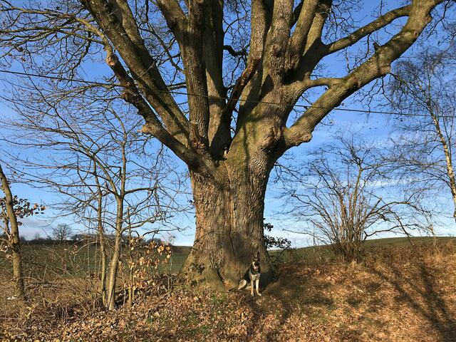 Kleiner Hund oder doch grosser Baum in Oberschützen | Foto: Karl Maderbacher