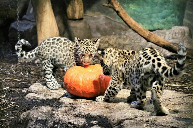 Auch die Leoparden im Salzburger Zoo stimmten sich bereits im Oktober des Jahres 2021 auf das beliebte Halloween-Fest ein. | Foto: Zoo Salzburg