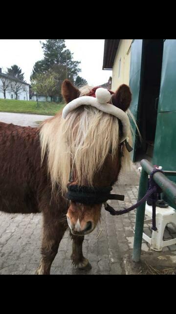 „Örn" ist neugierig, was das Christkind für ihn bringt.  | Foto: Sandra Würfl