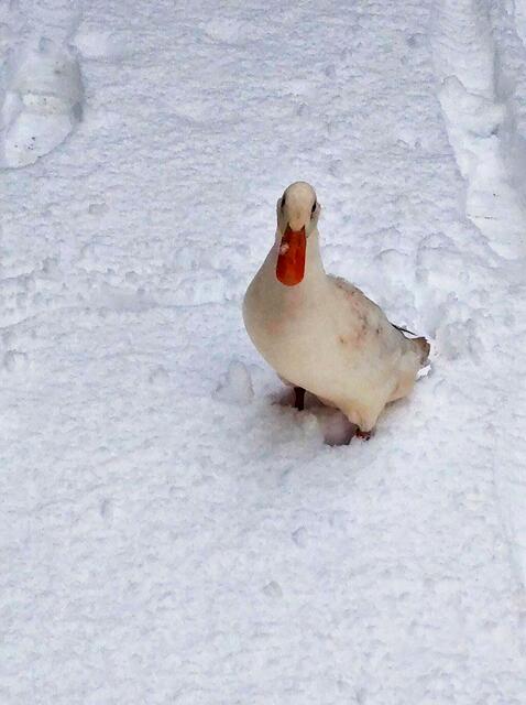 Daisy im Schnee | Foto: Karin Franziska Rokos