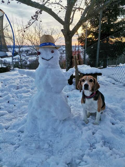 Hündin Gina bewacht den Schneemann | Foto: Tina Hetfleisch