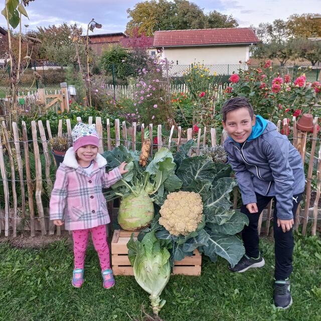 Kohlrabi XXL | Foto: Sabrina Kucera