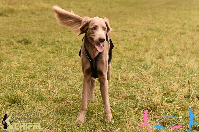 Foto: Markus Gerstl mit Finn / Fotokredit Katharina Schiffl