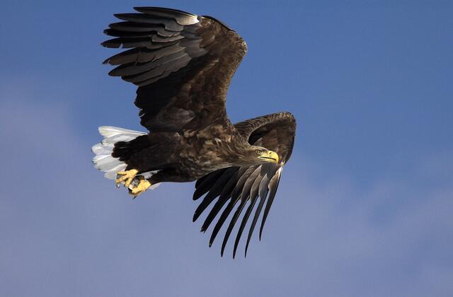 Seeadler im Flug