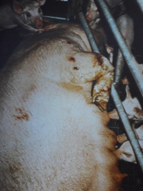 Foto: aus: Das Tierbuch von Eva Kroth