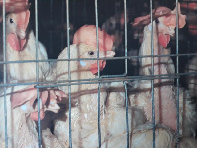 Foto: aus: Das Tierbuch von Eva Kroth