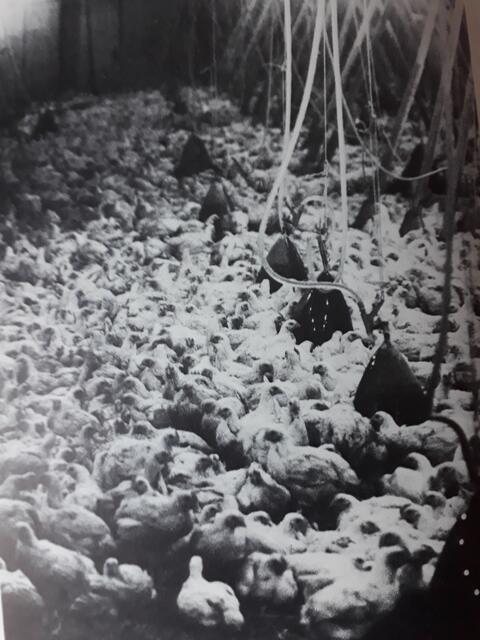 Foto: aus: Das Tierbuch von Eva Kroth