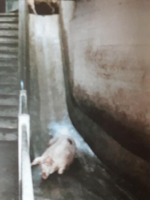 Foto: aus: Das Tierbuch von Eva Kroth