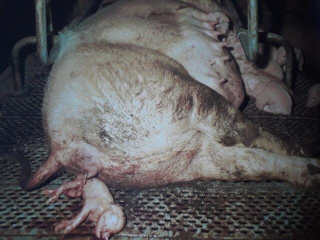 Foto: aus: Das Tierbuch von Eva Kroth