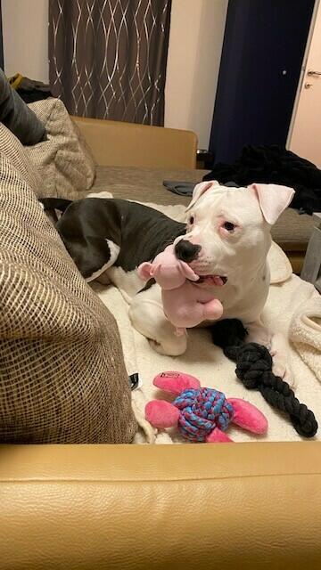 Oreo hat sich in seinem neuen Zuhause bereits gut eingelebt | Foto: Kim Prugger