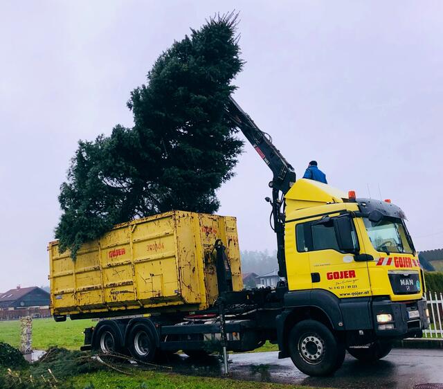Beim Kühnsdorfer Entsorgungsunternehmen können kostenlos alte Christbäume abgegeben werden und die Firma spendet 2 Euro pro Baum für einen guten Zweck.