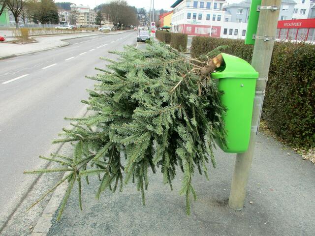 Ganz falsch: Damit so eine Christbaum-Entsorgung nicht passiert, bietet die Stadtgemeinde Fürstenfeld verschiedene Christbaum-Sammelplätze an. | Foto: RegionalMedien Steiermark