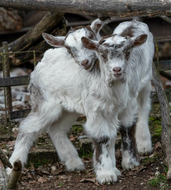 Diese beiden kleinen Zicklein erkunden ihr neues Zuhause. | Foto: Zoo Schmiding/ Peter Sterns
