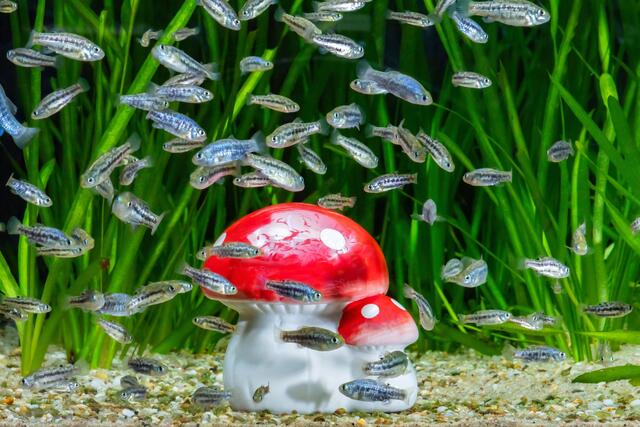 Ein eigener Glücksbringer für die quirligen Neujahr-Babys | Foto: Daniel Zupanc