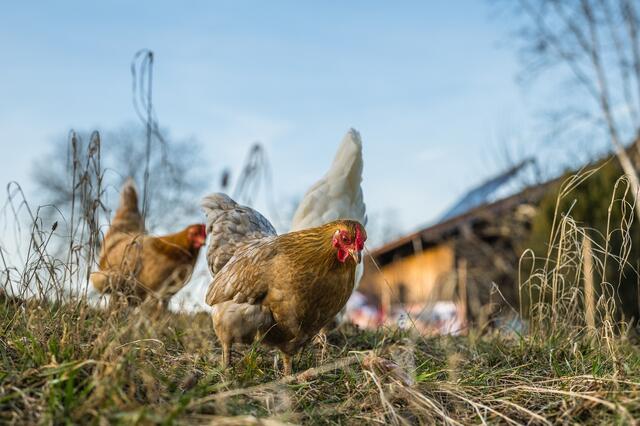 Vogelgrippe-Alarm: In Hartberg-Fürstenfeld und in angrenzenden Gemeinden des Bezirks Weiz gilt für Betriebe mit mehr als 350 Stück Geflügel ab sofort eine absolute Stallpflicht. | Foto: pixabay.com