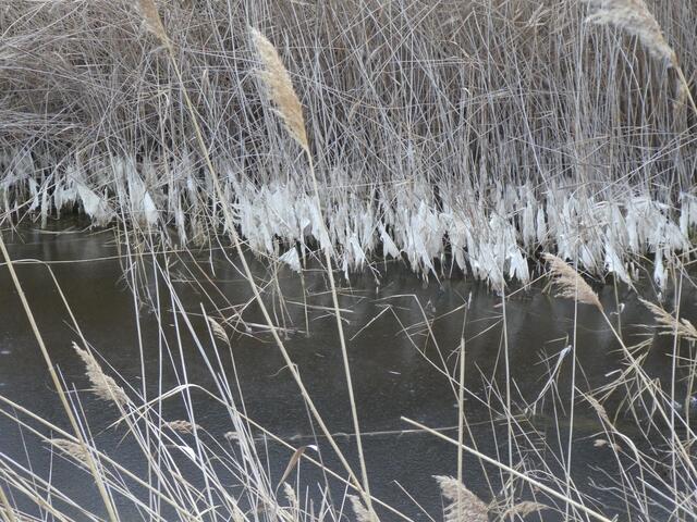 Wenn das Wasser sinkt, sieht man das am Schilf, dass alles aufgefangen hat.