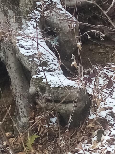 Kennt ihr Morla? Ich hab sie heute im Bärengraben gesehen😍 zum Beitrag