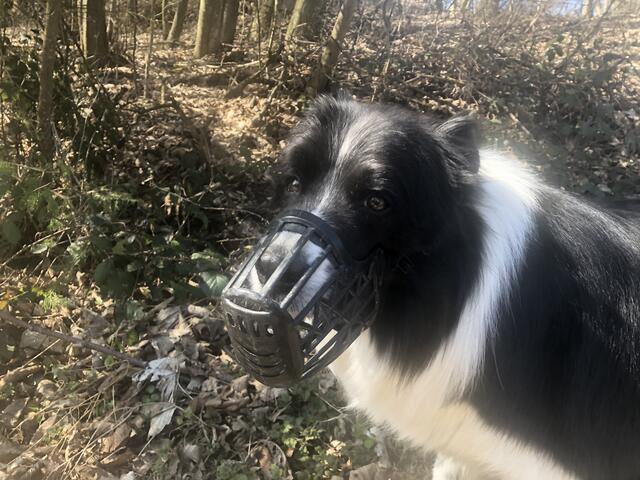 Das Tragen eines Maulkorbes - wenn nicht sowieso Pflicht - wird  empfohlen. | Foto: Berger