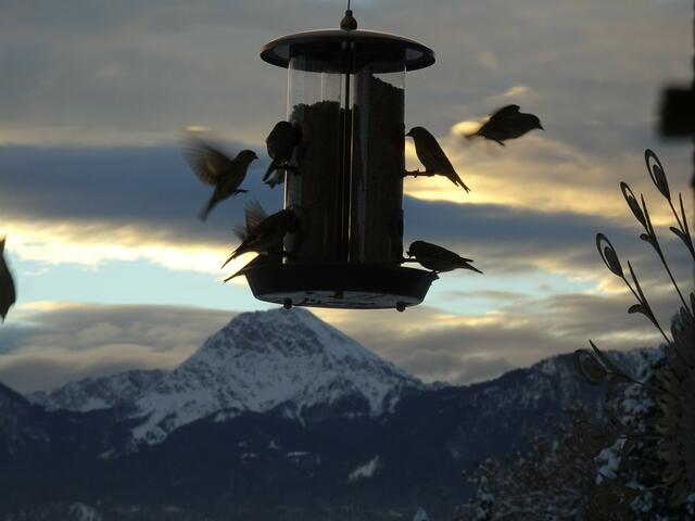 VORSICHT STARKER FLUGVERKEHR! Im heurigen Winter hat erstmalig auch ein Schwarm (50-70) "ERLENZEISIGE" meine Futterstation am Balkon als lohnende Nahrungsquelle entdeckt. Sie ist natürlich immer gut gefüllt mit geschälten Sonnenblumenkernen. 