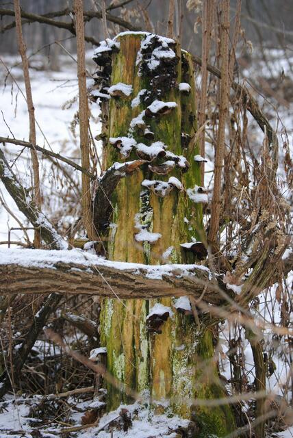 “Totholzüberwinterungsplatz” für viele Insekten | Foto: (c) Johanna Seidl-Klampfer