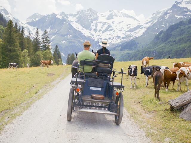 Sennerin Martina Mühlbauer mit ihrem Freund Sepp auf der Kutsche – unterwegs im Talboden der Piffalm | Foto: ServusTV / Querschuss Film