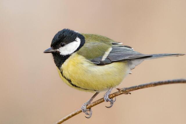 Auf Platz eins bei der Wintervogelzählung: Die Kohlmeise.