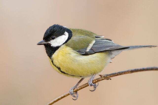 Auf Platz eins bei der Wintervogelzählung: Die Kohlmeise. | Foto: Michael Dvorak