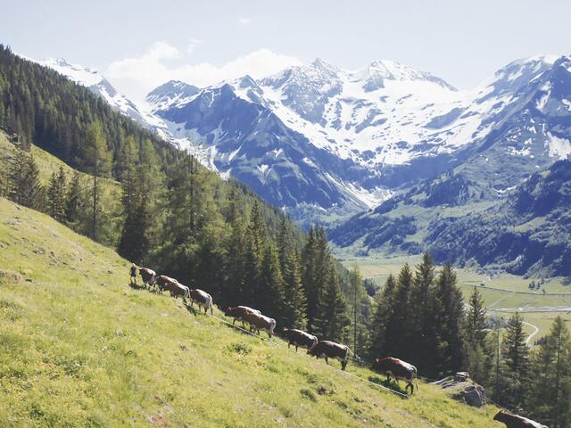 Weidewechsel im Nationalpark Hohe Tauern – auf der Pfiffalm leben Hunderte Tiere der Landwirtschaftlichen Fachschule Bruck im Sommer.