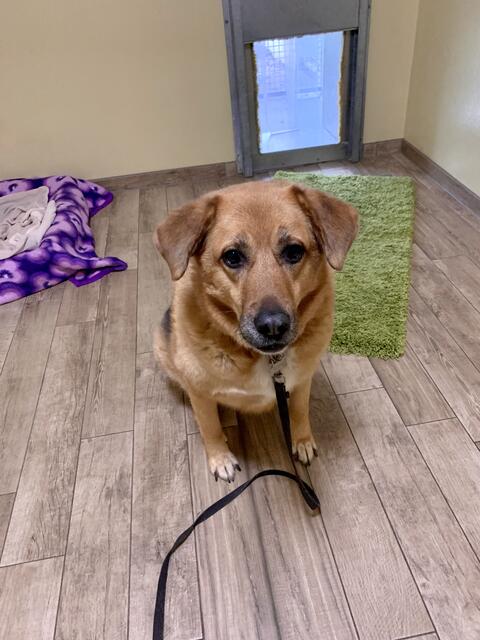 Hund aus Tierheim Linz - Thema auf meinbezirk.at