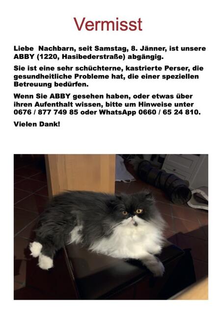 Donaustädterin Sabine Lambürger vermisst ihre Perserkatze Abby.