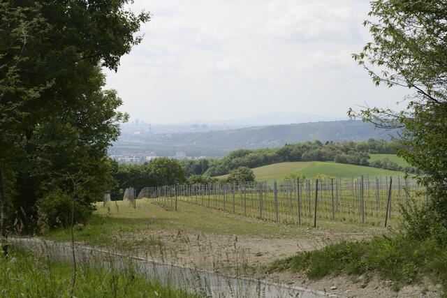 Bei Heurigenbesucher ist die Stammersdorfer Kellergasse sehr populär. | Foto: Bernhard Ungrad