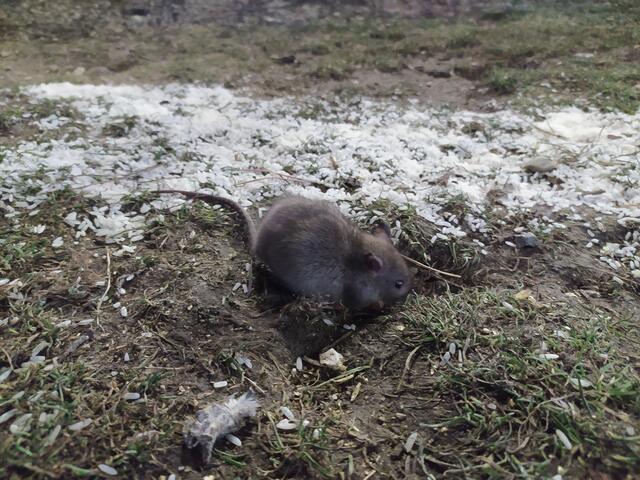 Nahaufnahme einer der kleineren Ratten