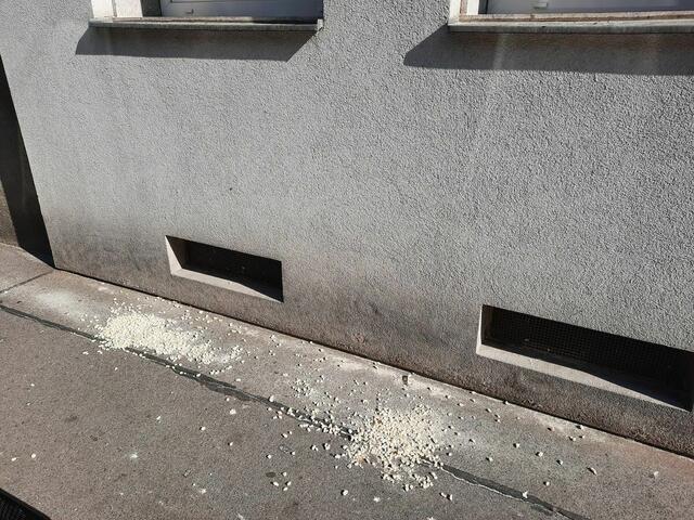 Ein Bewohner der Straße verteilt regelmäßig Semmelbrösel auf dem Gehsteig. Das führt zur Ansiedlung von Tauben.