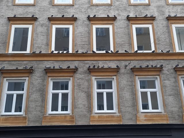 Nach einer Anrainerinitiative kommt Bewegung in den Fall des Taubenproblems im Weißgerberviertel.