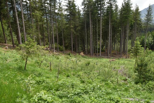 Für alle neugeborenen Absamer Kinder ab dem Jahrgang 2021 soll künftig bei einem Waldstück ein Baum gepflanzt werden. | Foto: (Symbolfoto) Kendlbacher