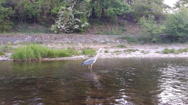 Reiher machen oft eine Zwischenlandung im Wienfluss.